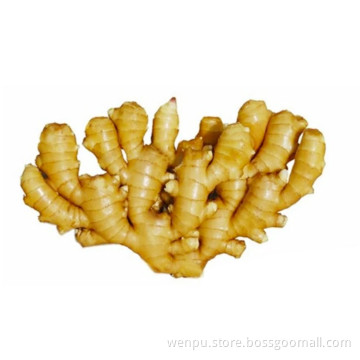 SELECTED HIGH QUALITY FRESH FAT YELLOW GINGER